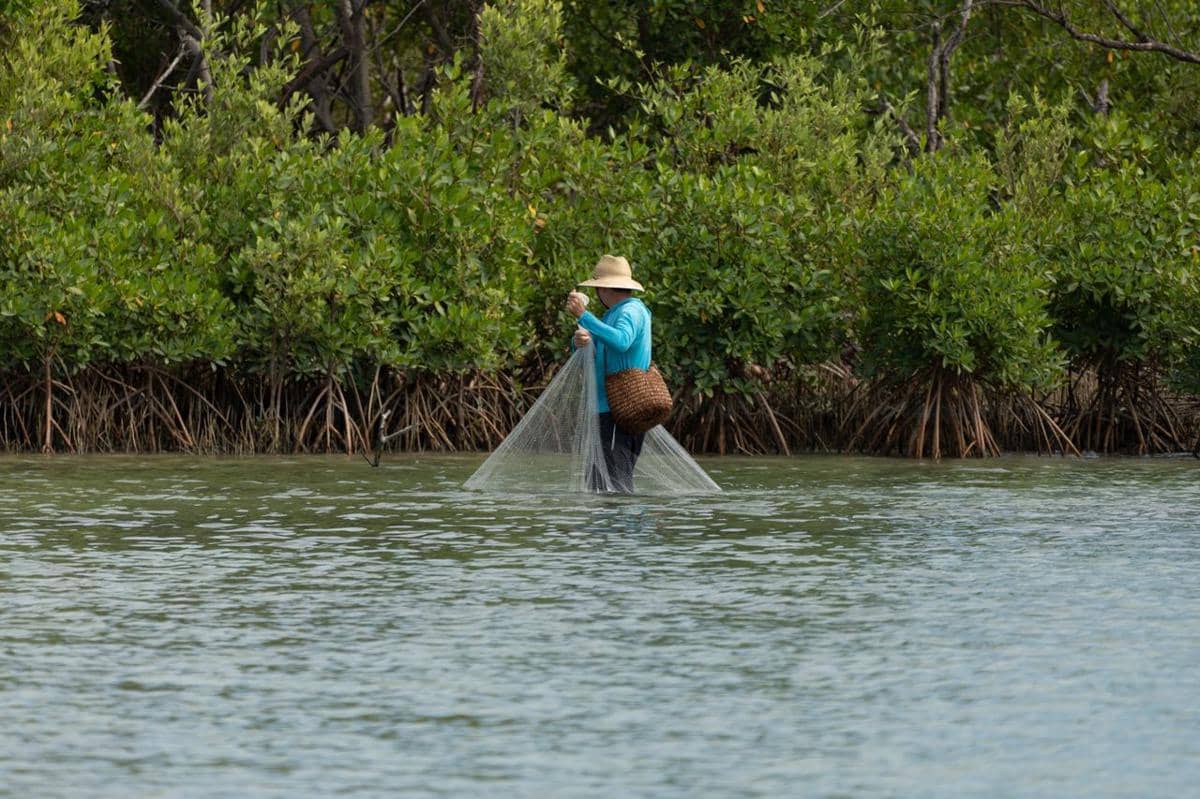 4 Alasan Hutan Mangrove Penting bagi Wilayah Pesisir