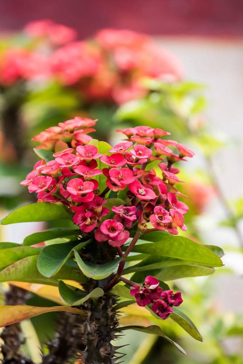 ilustrasi euphorbia