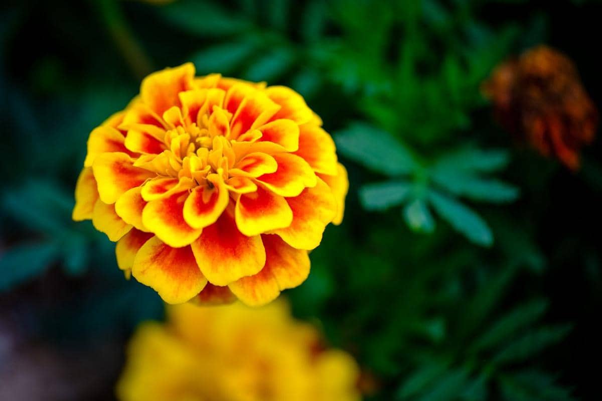 ilustrasi marigold
