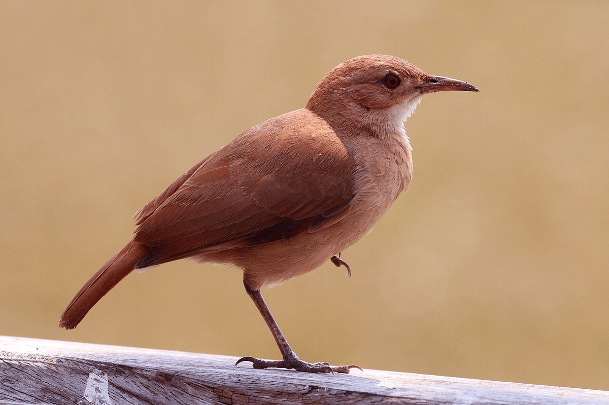 burung hornero berkarat