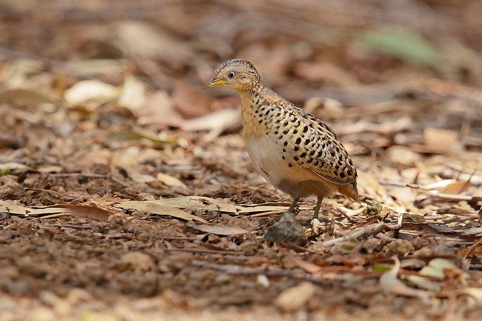 Burung gemak punggung-merah mencari makan.