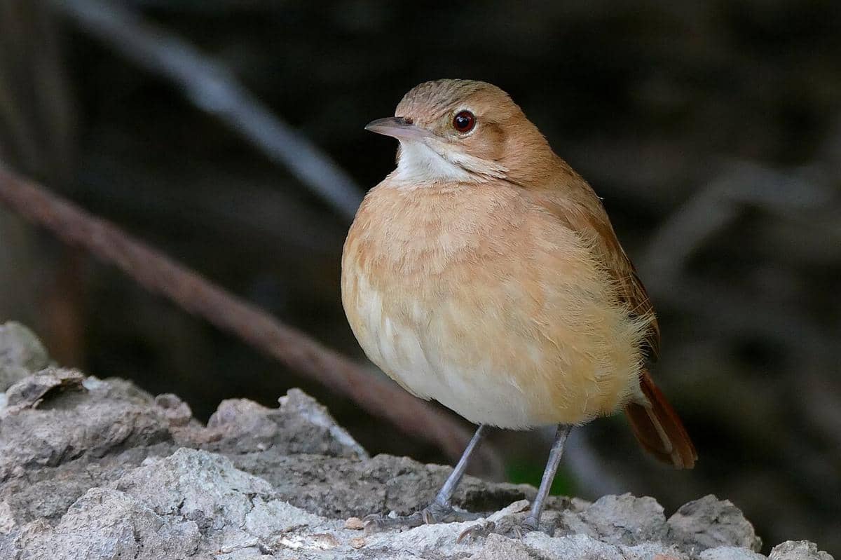 burung hornero berkarat