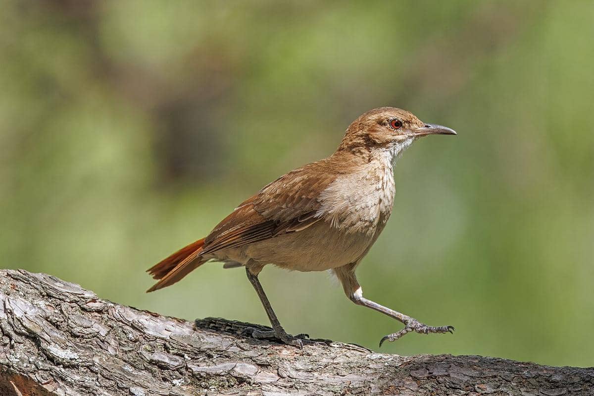 burung hornero berkarat