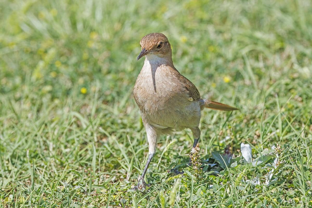 burung hornero berkarat