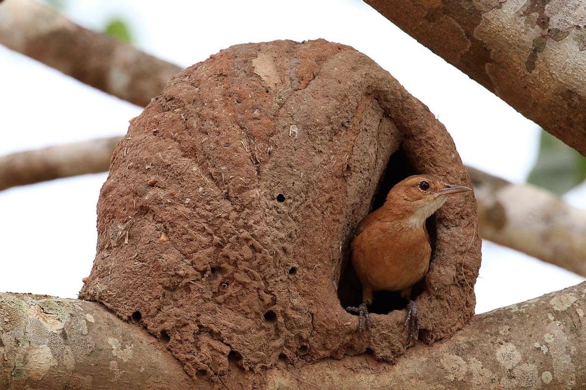 burung hornero berkarat