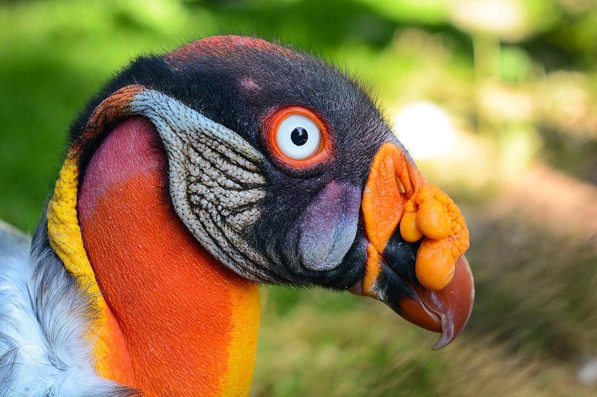 burung bangkai raja