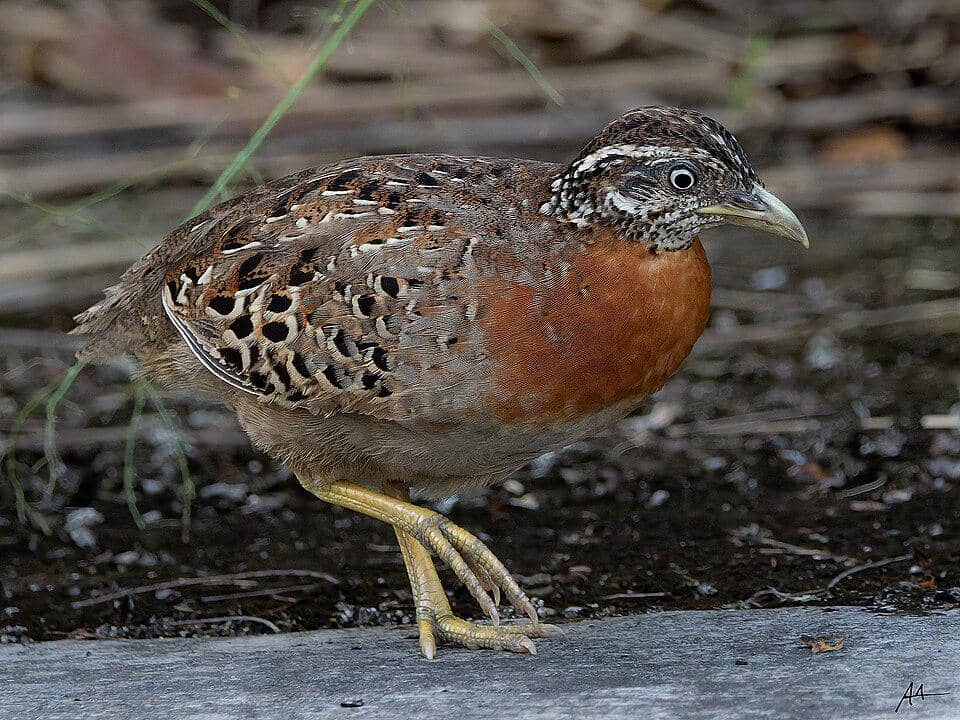 tampak dekat burung gemak totol