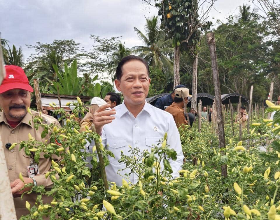 Wamenko Pangan: Cabai Salah Satu Penyumbang Inflasi di Kalsel