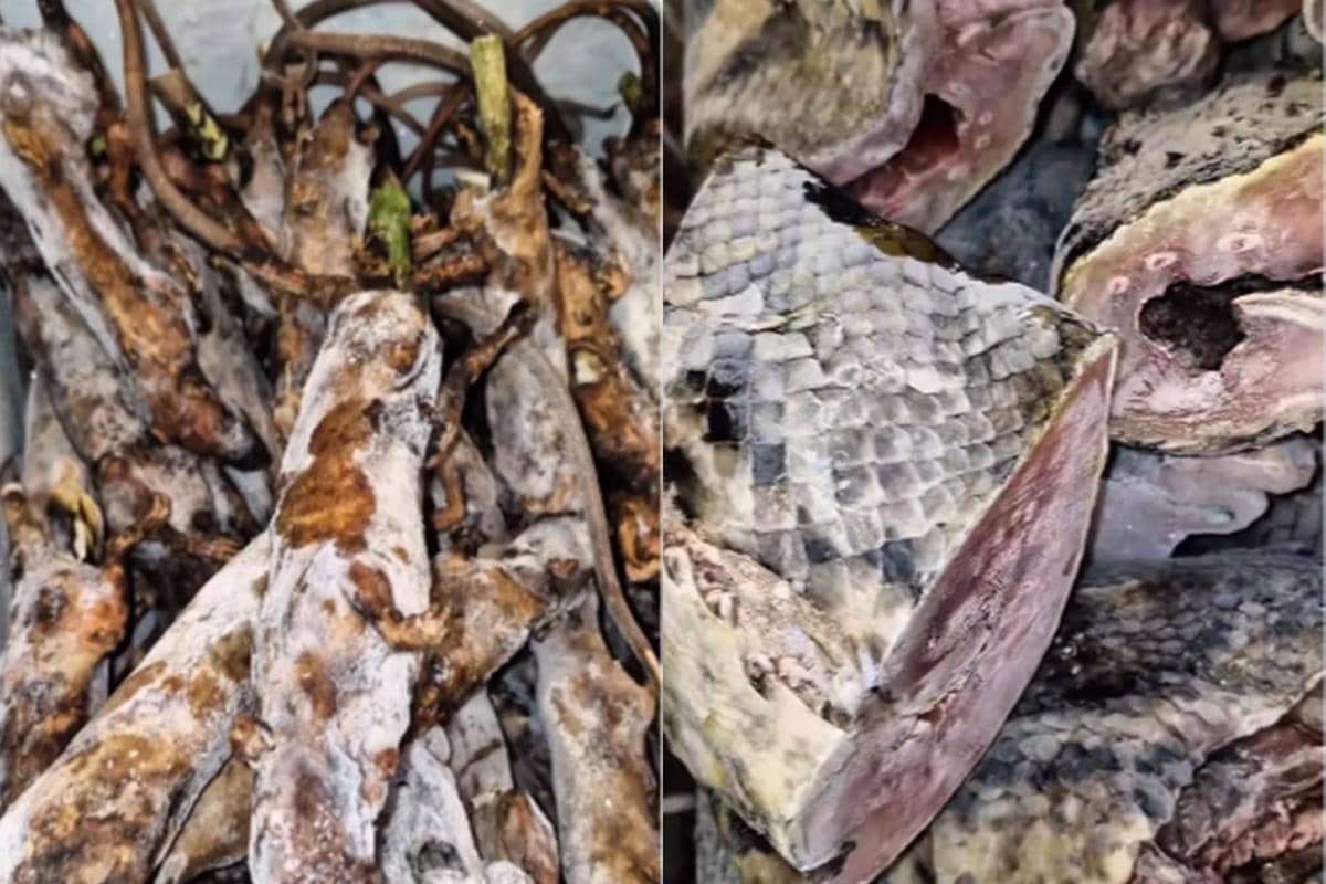 Makanan Ekstrem Ini Ternyata Dijual di Supermaket Manado Lho!