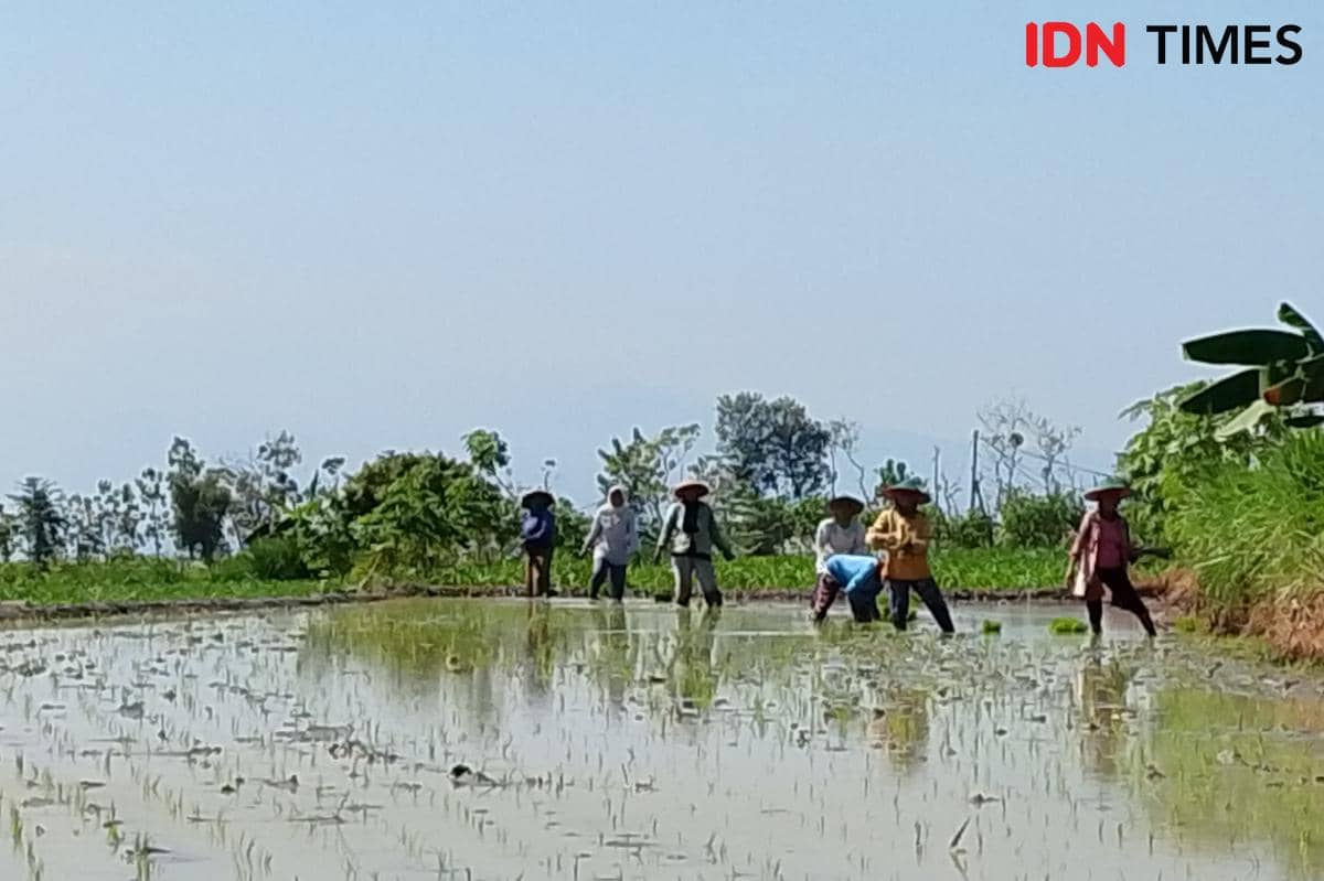 Efek Harga Gabah Tinggi, Petani Magetan Ramai-Ramai Kembali Tanam Padi