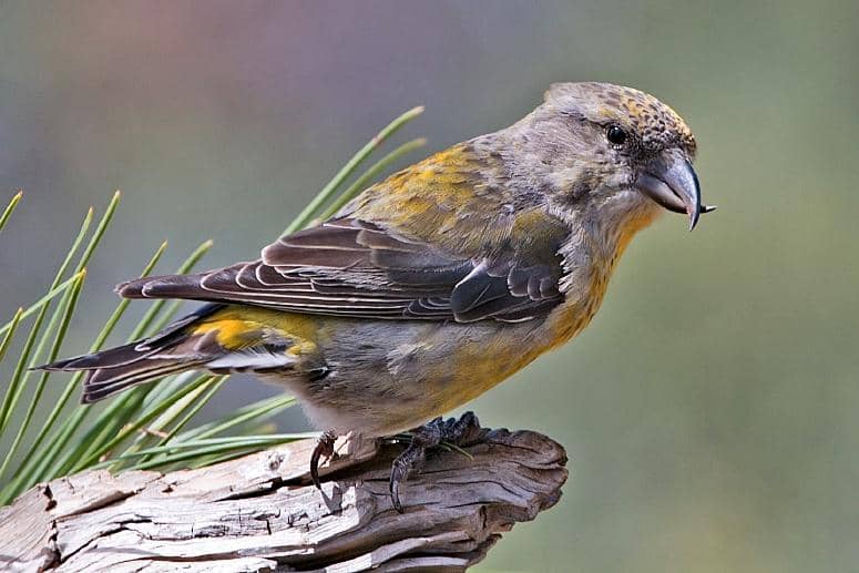 6 Jenis Burung Crossbill Genus Loxia, Spesialis Biji Konifer