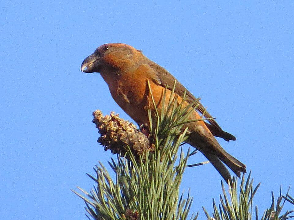 Loxia pytyopsittacus