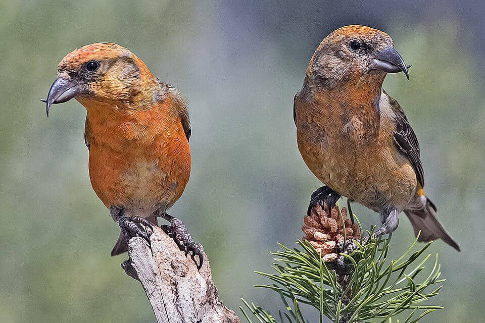 Crossbill genus Loxia