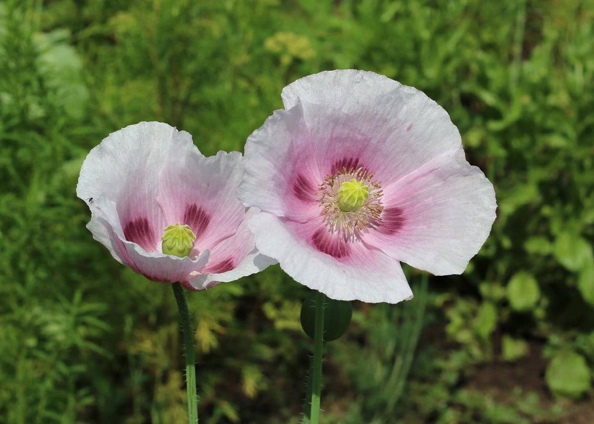 ilustrasi bunga poppy yang punya getah penghasil opium