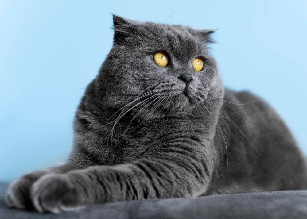 ilustrasi kucing