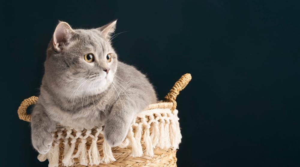 13 Warna Kucing British Shorthair, Pecinta Kucing Harus Tahu
