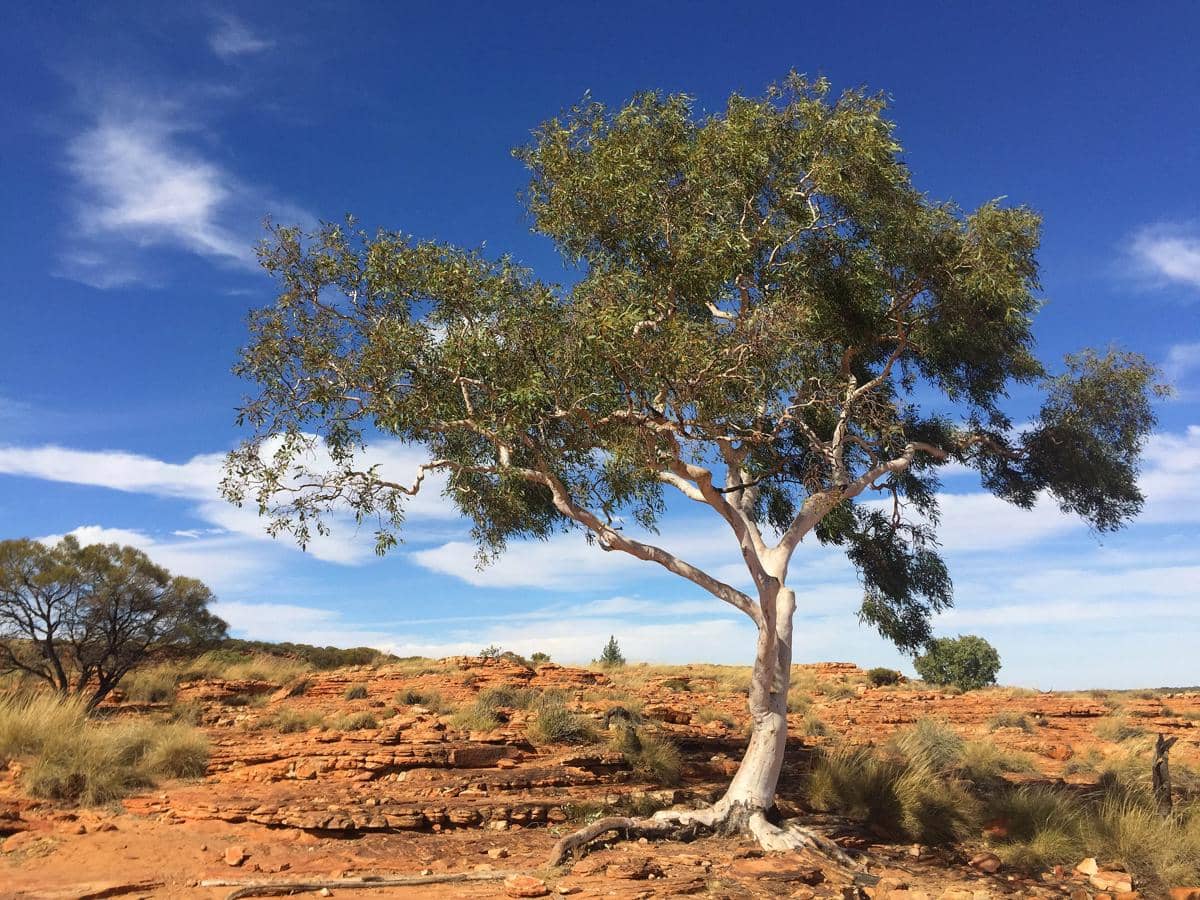 Ghost Gum