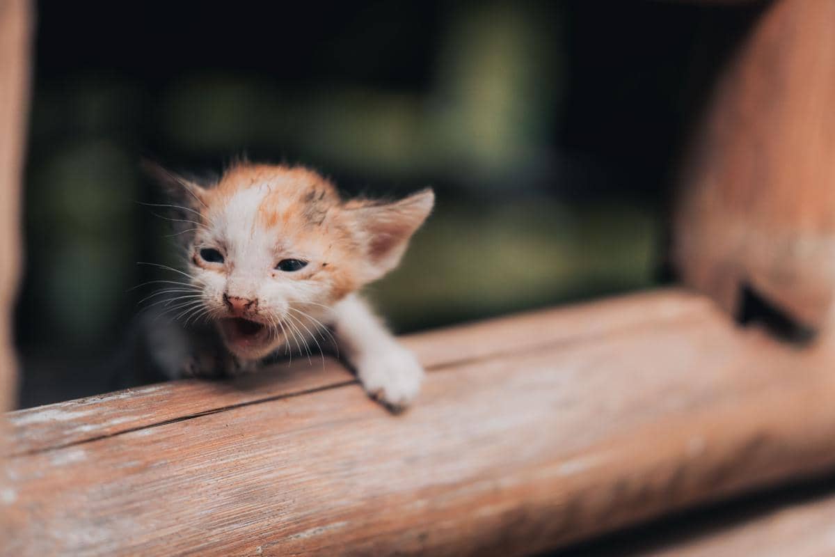 ilustrasi anak kucing lemas