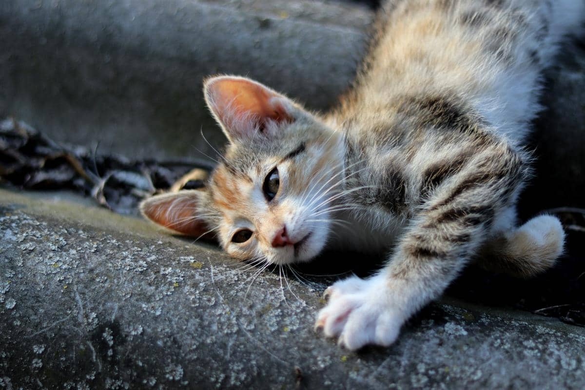 ilustrasi anak kucing lemas