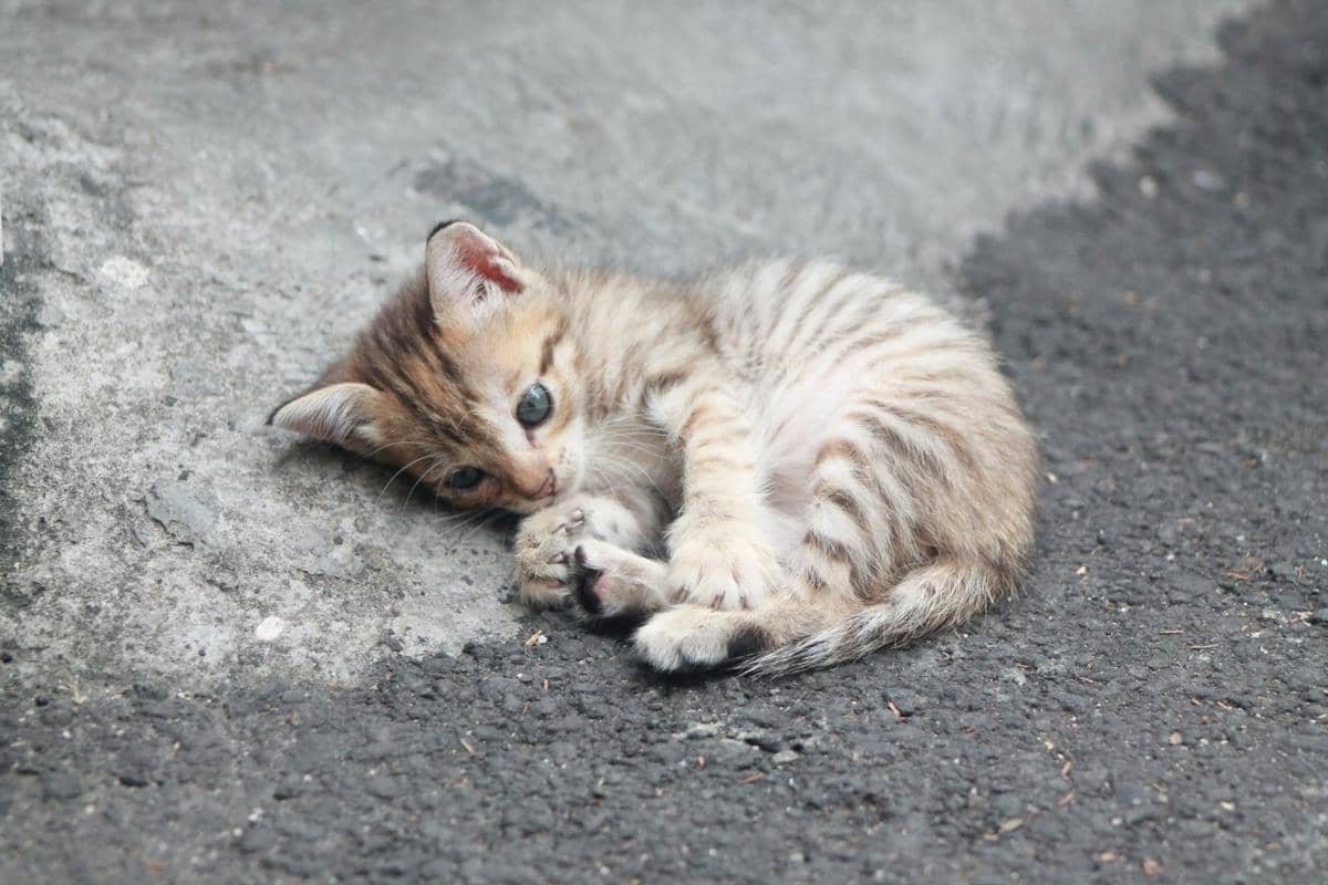 Anak Kucing Terlihat Lemas? Kenali Penyebabnya Sejak Dini