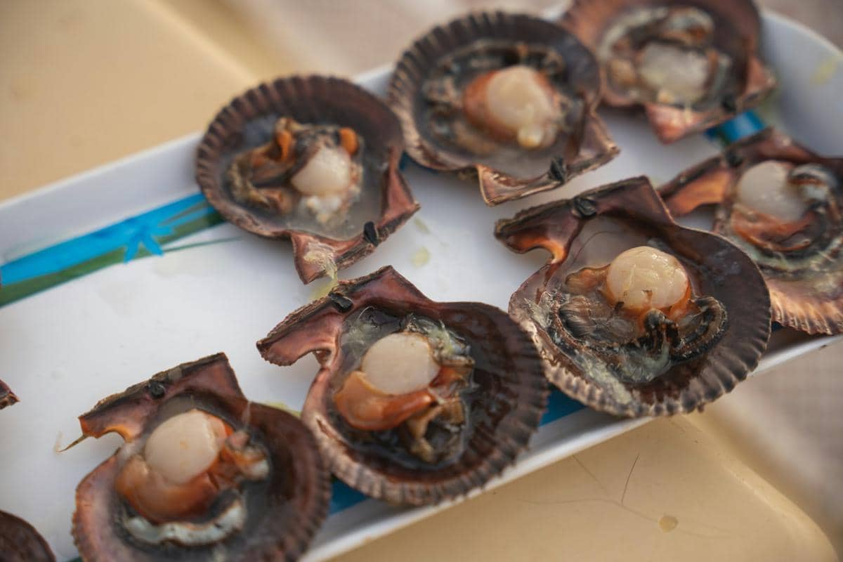 ilustrasi otot kerang