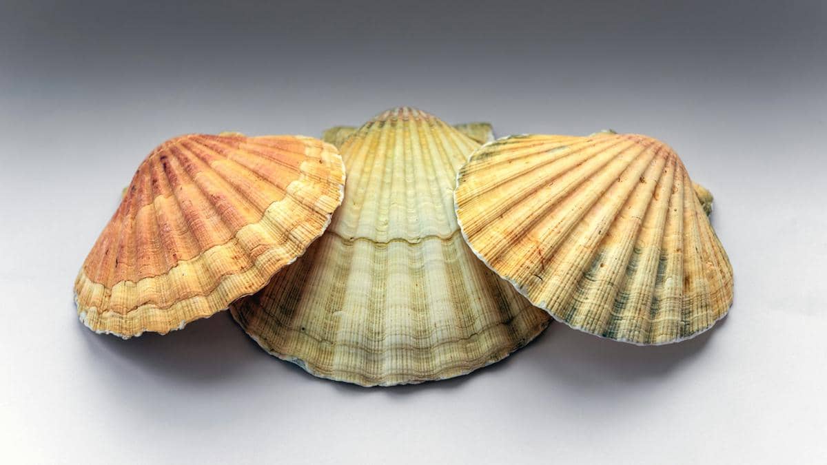 ilustrasi kerang