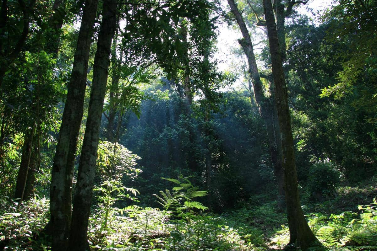 hutan Gunung Palung, Kalimantan Barat