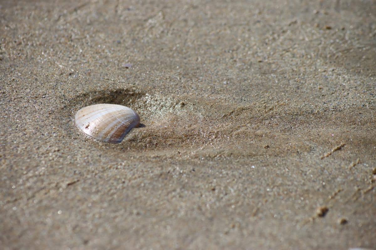 ilustrasi kerang