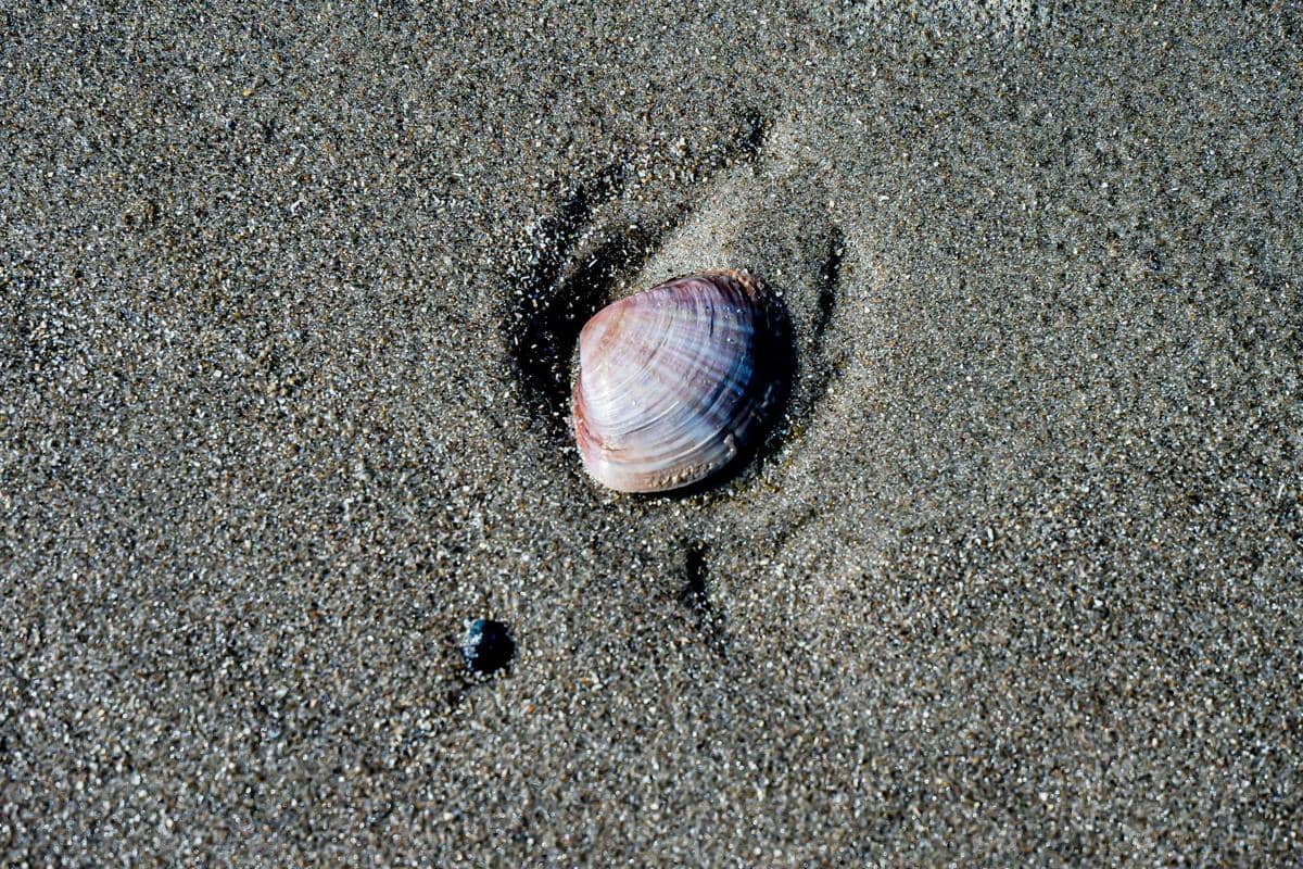 ilustrasi kerang