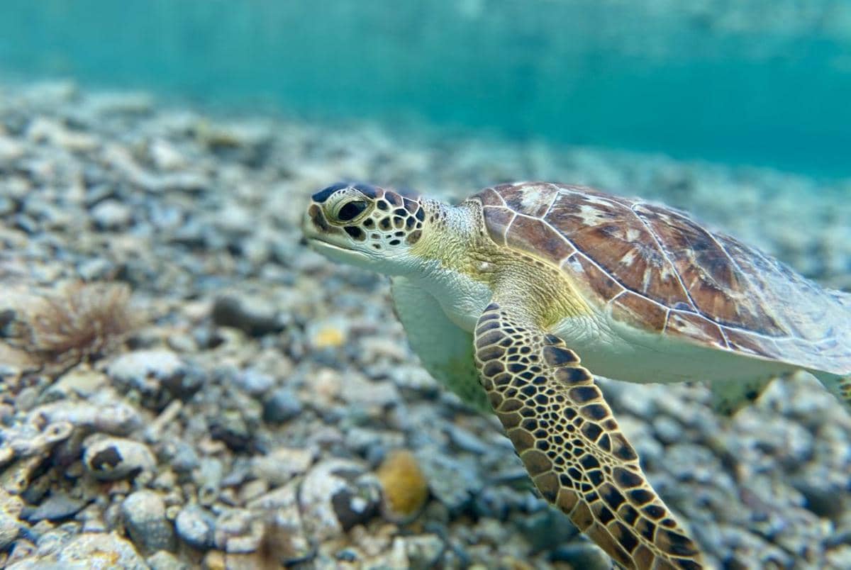 Kura-kura laut sedang berenang.