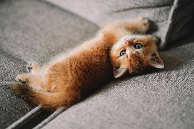 ilustrasi kucing
