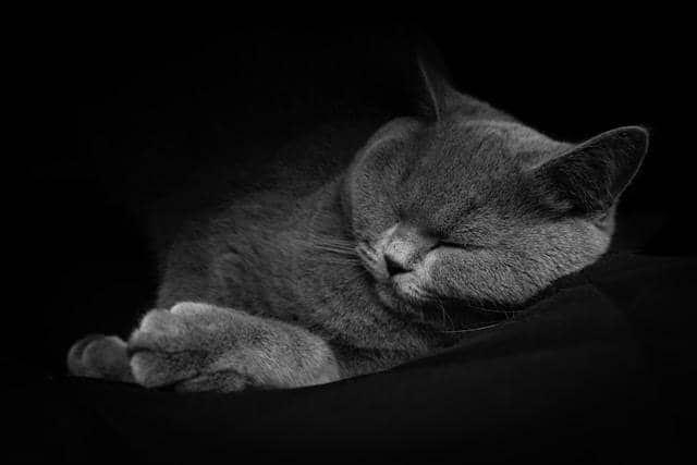 ilustrasi kucing