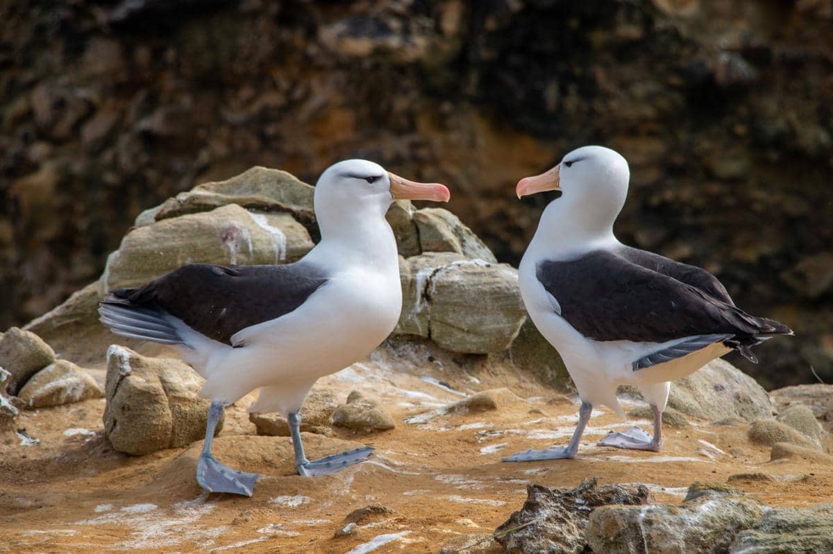 Burung Albatros 