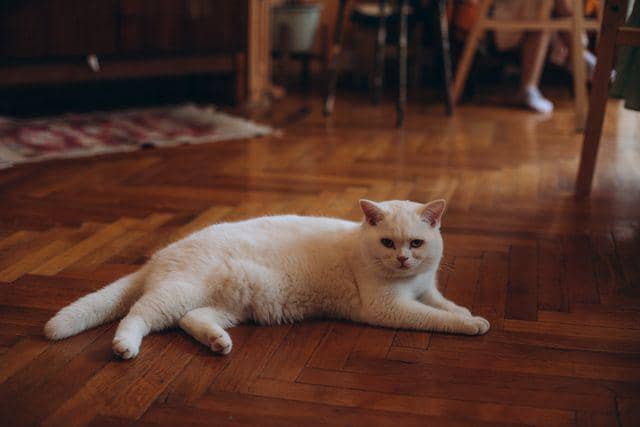 ilustrasi kucing