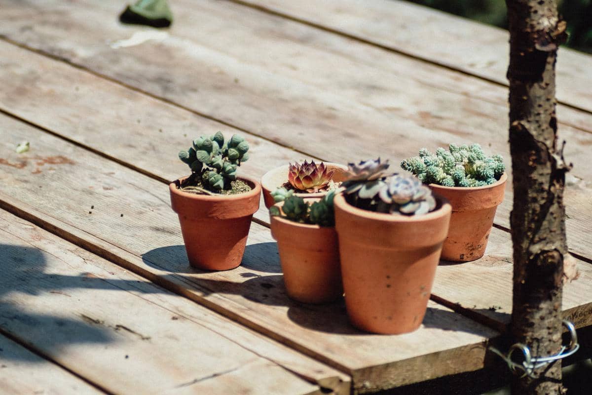 5 Jenis Pot untuk Tanaman Hias, Pahami Karakteristiknya!