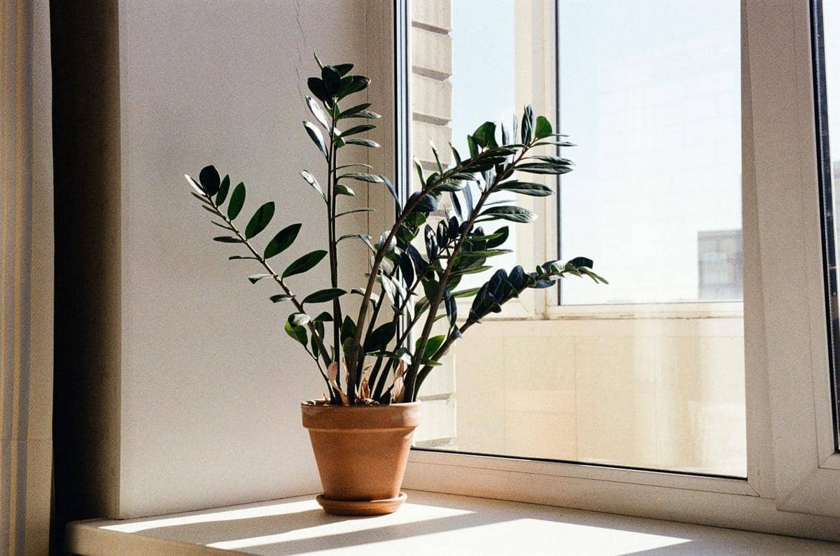 ilustrasi zz plant