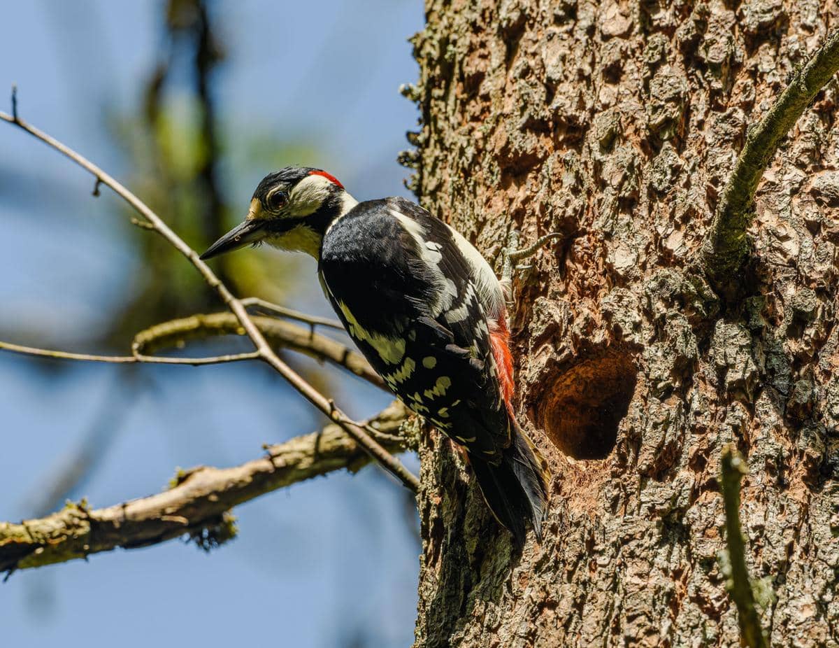 Burung pelatuk mematuk pohon