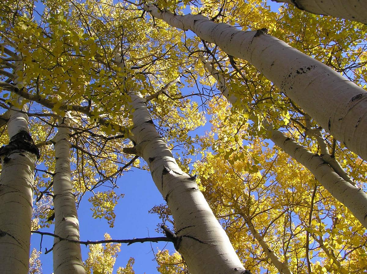 Trembling Aspen