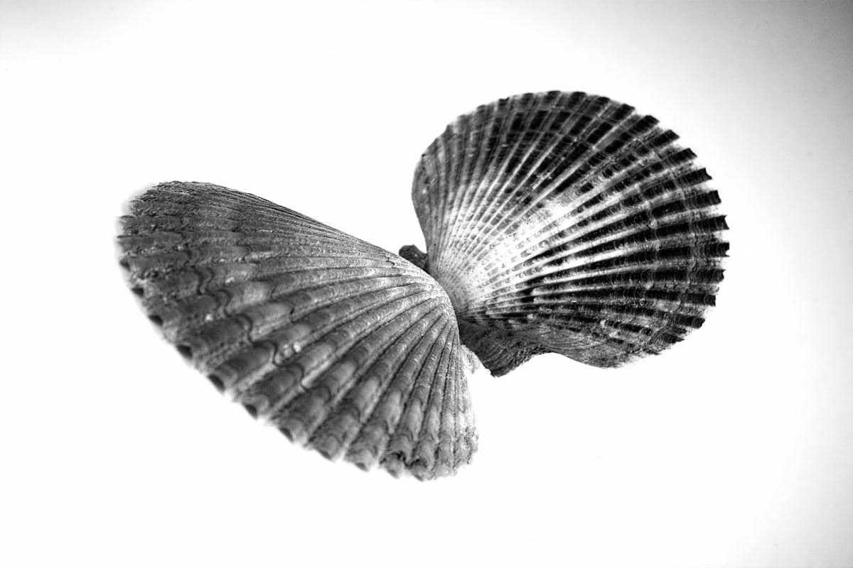 ilustrasi kerang