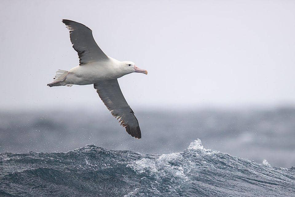 Burung Albatros 