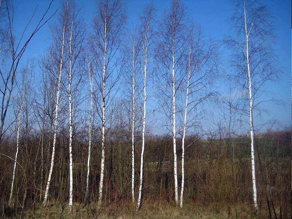 Silver Birch