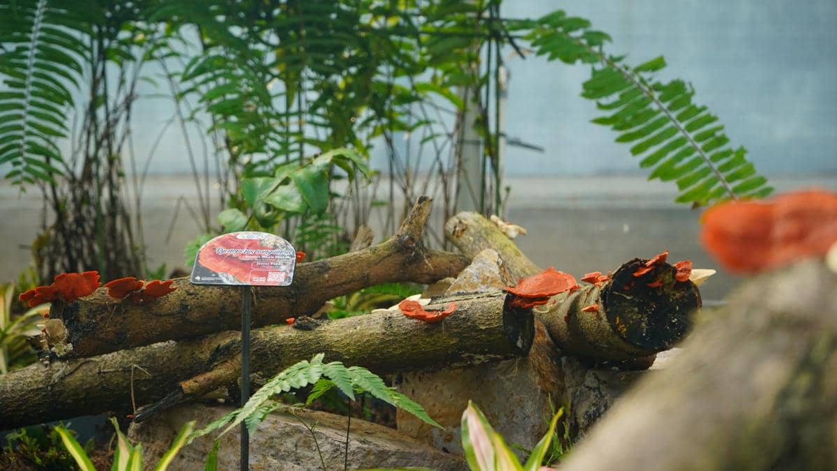 Taman Cendawan Itera, Pusat Riset dan Konservasi Biodiversitas Jamur