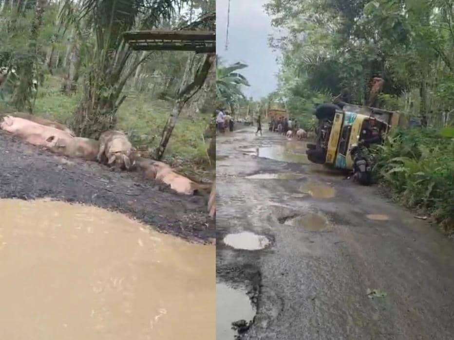 Truk Terguling di Way Kanan, Puluhan Babi Berkubang di Jalan Rusak