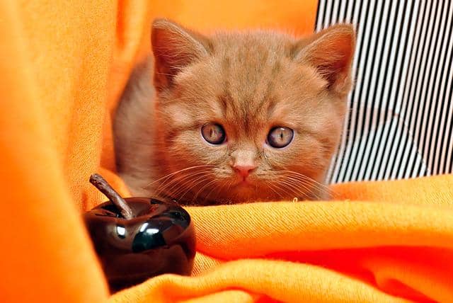 ilustrasi kucing