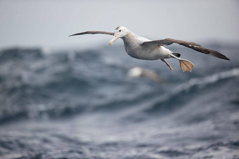 Burung Albatros 