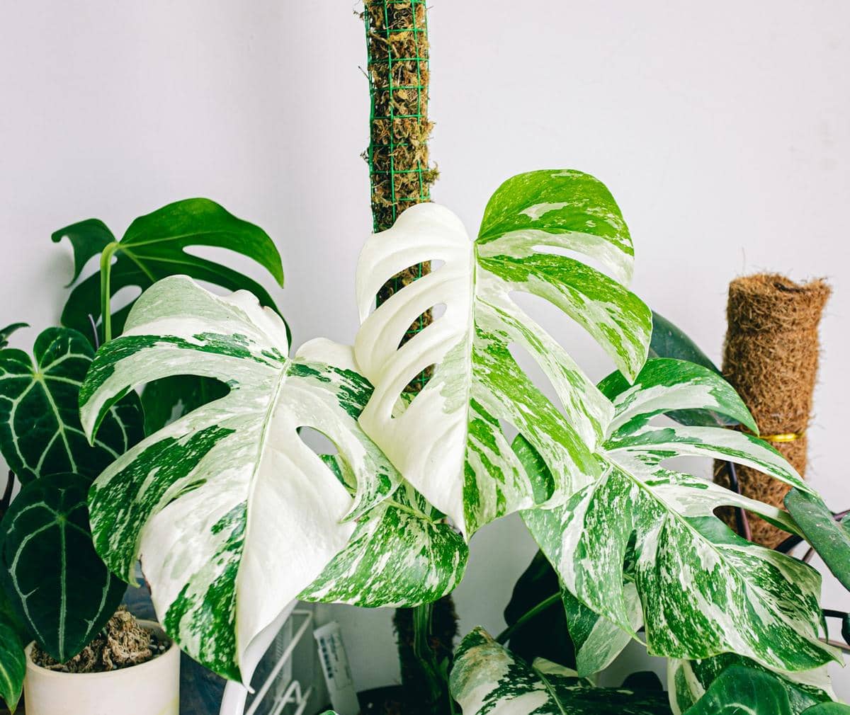Daun tanaman monstera variegata berwarna hijau dan putih tumbuh subur di dalam pot dengan latar dinding putih.