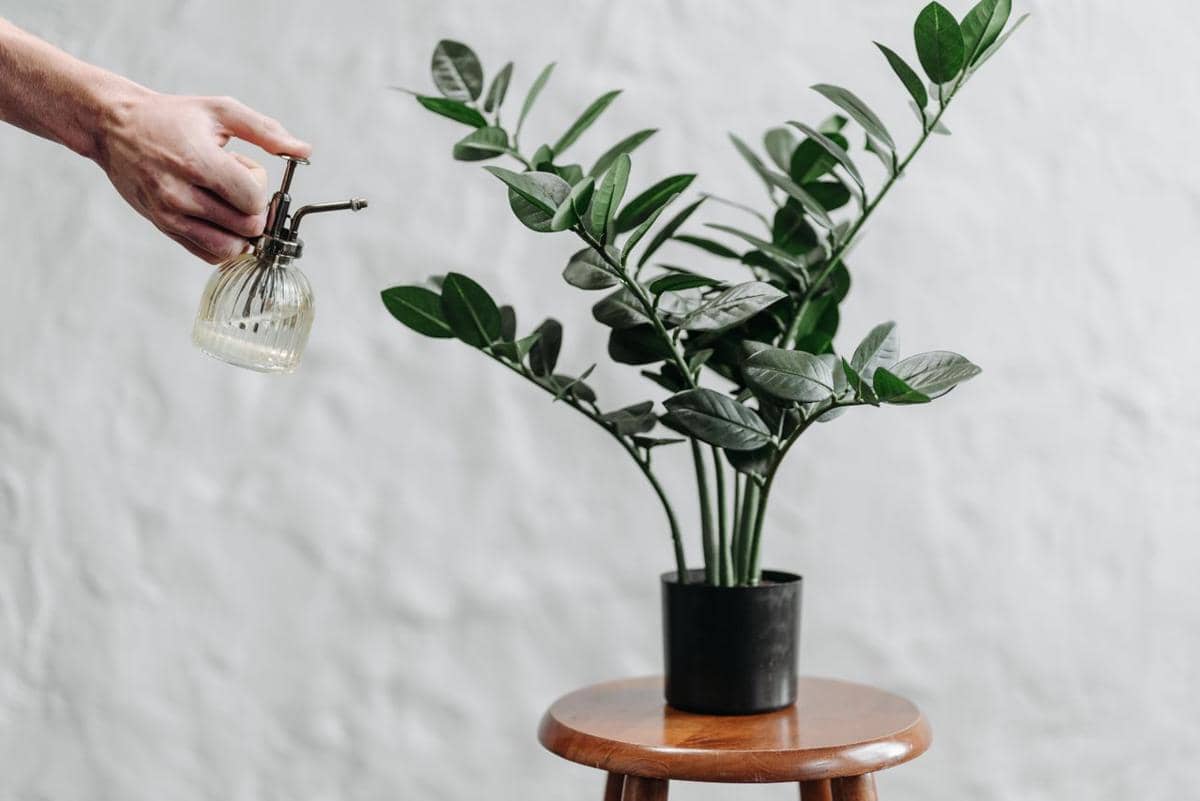 Tangan menyemprot tanaman hias ZZ plant dalam pot hitam yang diletakkan di atas bangku kayu dengan latar dinding putih.