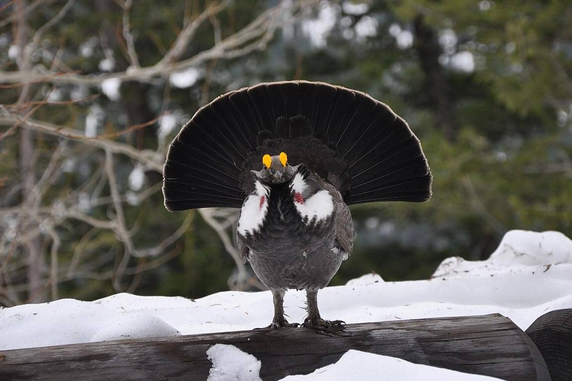 Dusky Grouse