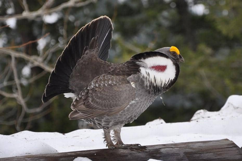 Dusky Grouse