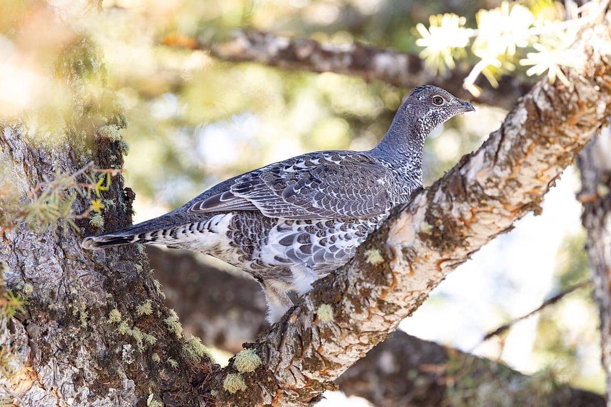 Dusky Grouse 